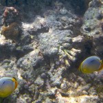 Laccadive Bangaram