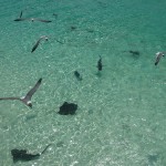 Bahamas - Exuma