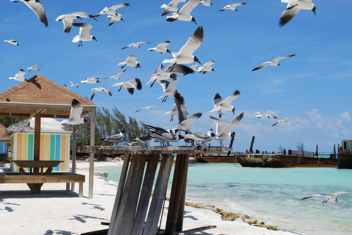 Bahamas - Exuma3