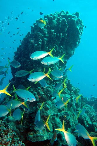 Grande Barriera corallina