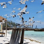 Tra iguane e pesci tropicali ad Exuma (Bahamas)
